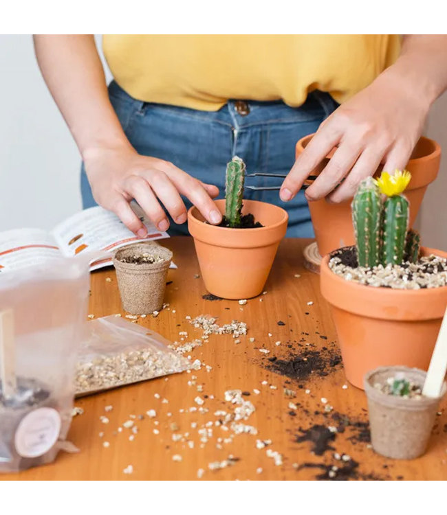 Groei je eigen Wilde Cactus