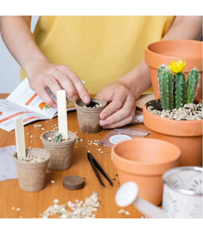 Groei je eigen Wilde Cactus