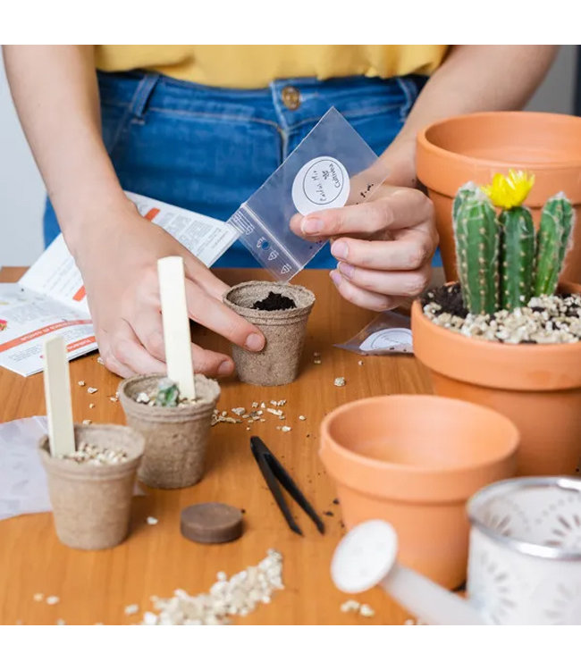 Groei je eigen Wilde Cactus