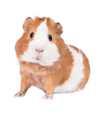 Brillendoekje Boerderijdieren Brillendoekje Boerderijdieren