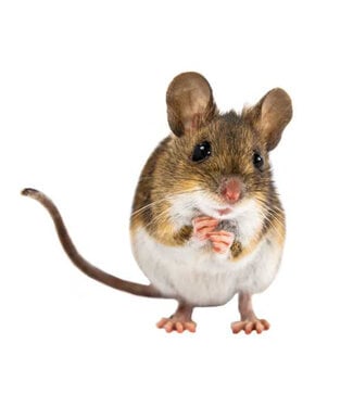 Brillendoekje Boerderijdieren