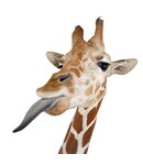 Brillendoekje Wilde Dieren