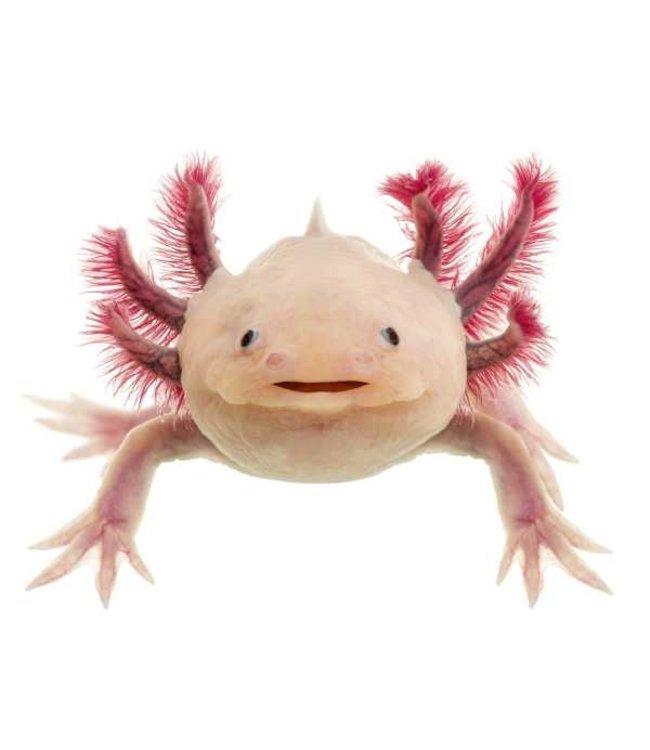 Brillendoekje Wilde Dieren