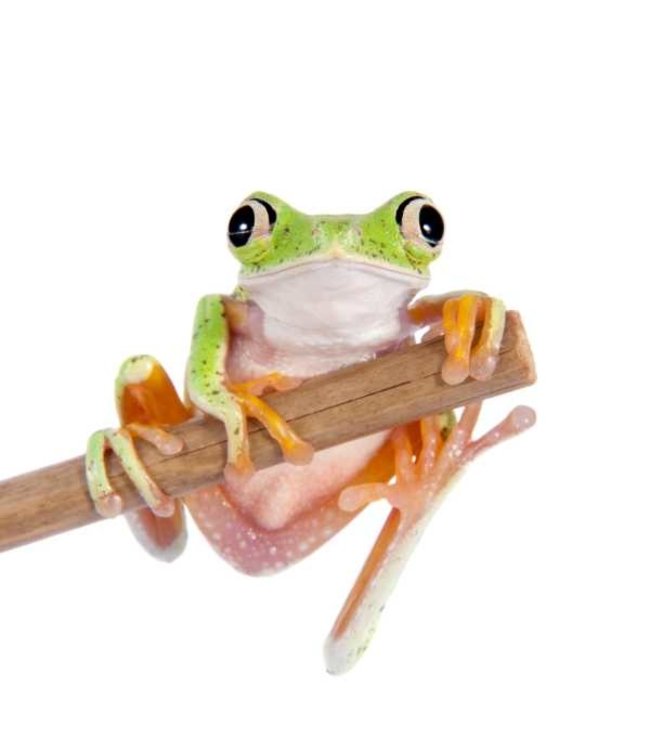 Brillendoekje Wilde Dieren