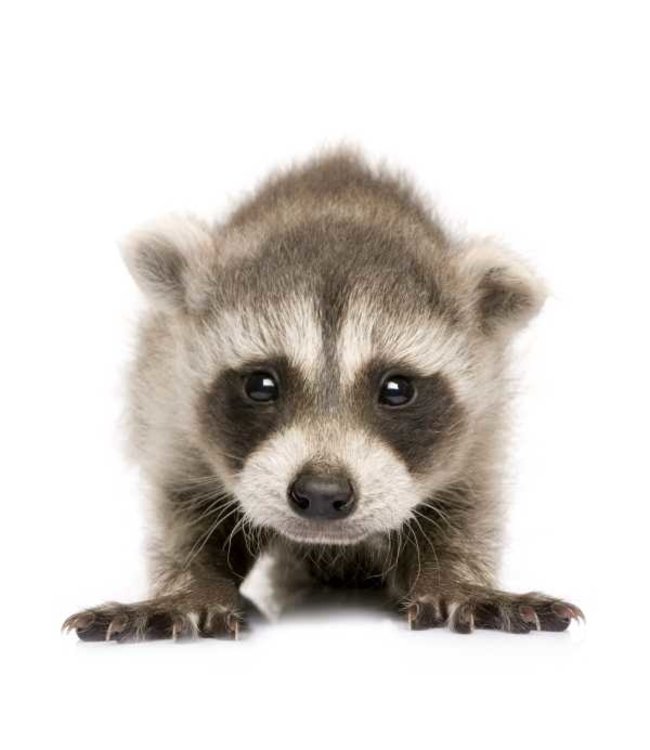 Brillendoekje Wilde Dieren