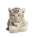 Brillendoekje Wilde Dieren