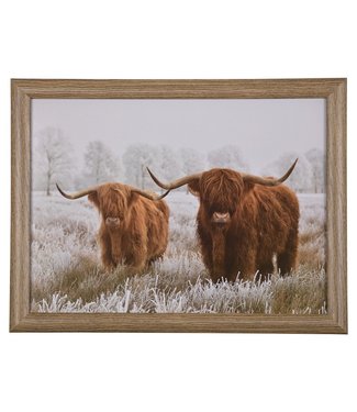 Schootkussen Highland Cows