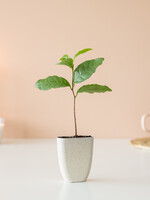 Theeplantje