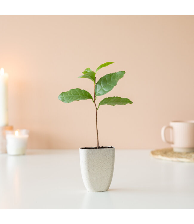 Theeplantje