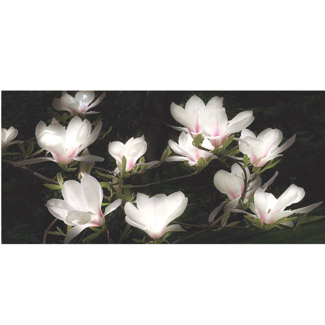 Kunstzinnige Ingelijste Posters: Bloemen Witte Magnolia