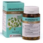 Brandnetel