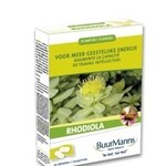 Rhodiola