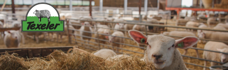 Texeler: waar duurzaamheid en comfort samenkomen