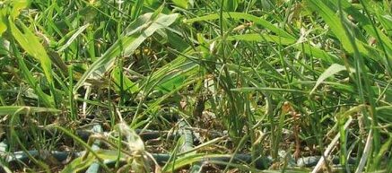 Grasbescherming