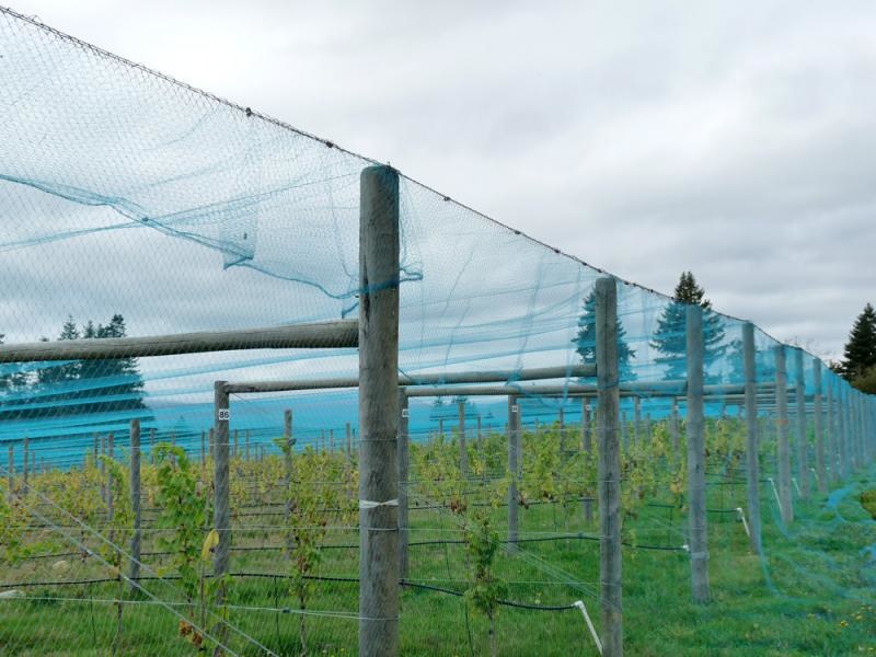 Passend Onaangenaam Metropolitan Knooploos tuinnet maas 22mm12x12 meter blauw | Nettenshop