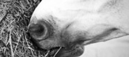 Slowfeeders