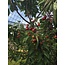 Knooploos tuinnet 22mm 5x10 meter