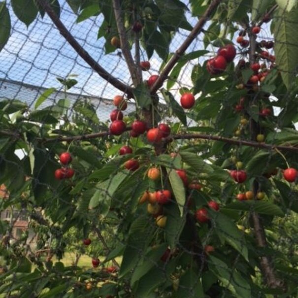 Knooploos tuinnet  - 15mm maas maaterk