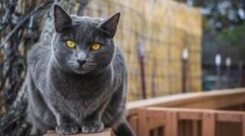 Hier moet je op letten bij een kattennet