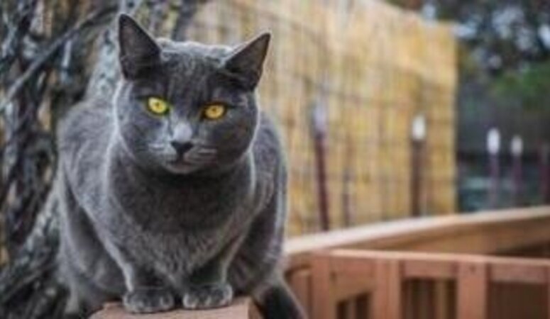 Hier moet je op letten bij een kattennet