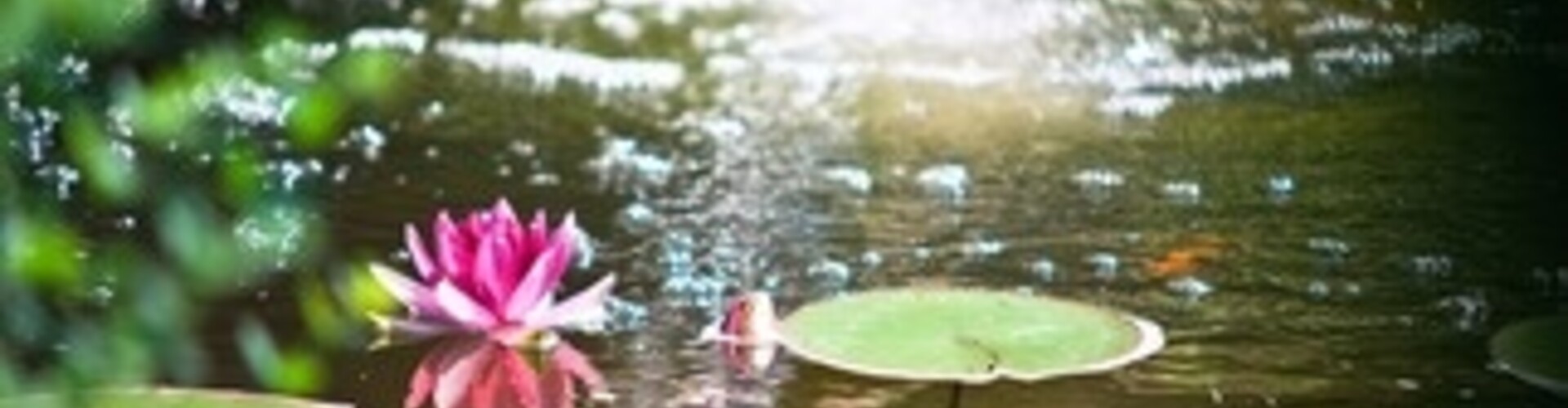 Waarom een vijvernet?