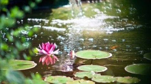 Waarom een vijvernet?