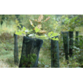 Duranet Boombeschermnet jonge bomen