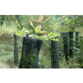 Boombeschermnet jonge bomen
