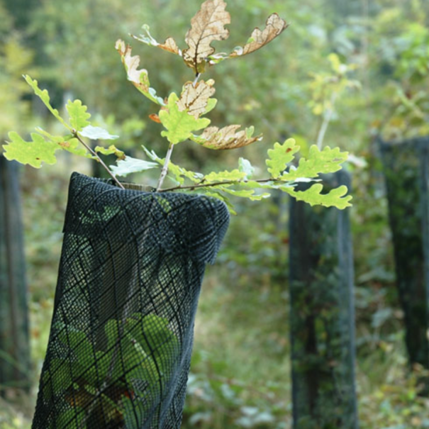 Duranet Boombeschermnet jonge bomen