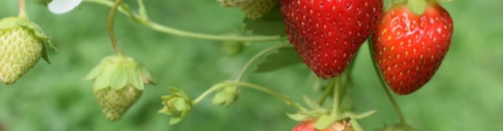 Aardbeien beschermen tegen vogels