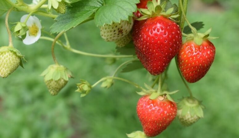 Aardbeien beschermen tegen vogels