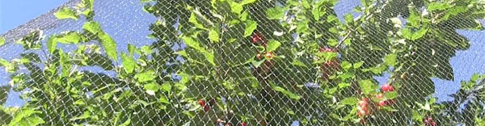 Moestuin beschermen tegen vogels