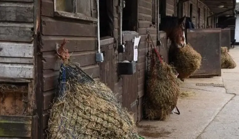 De beste slowfeeder voor je paard