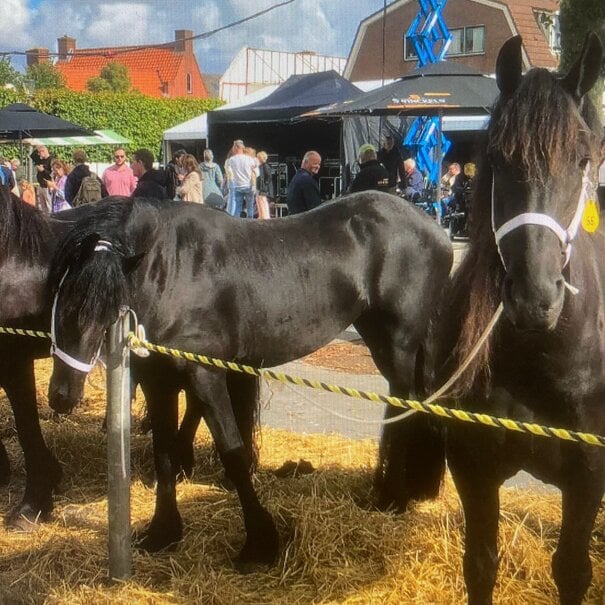 Tijgertouw per strekkende meter