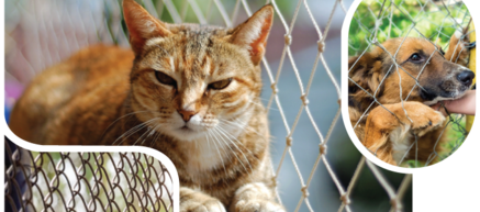 Dieren netten