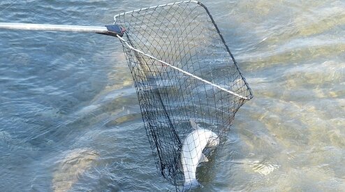 Zo geniet je het langst van je schepnet