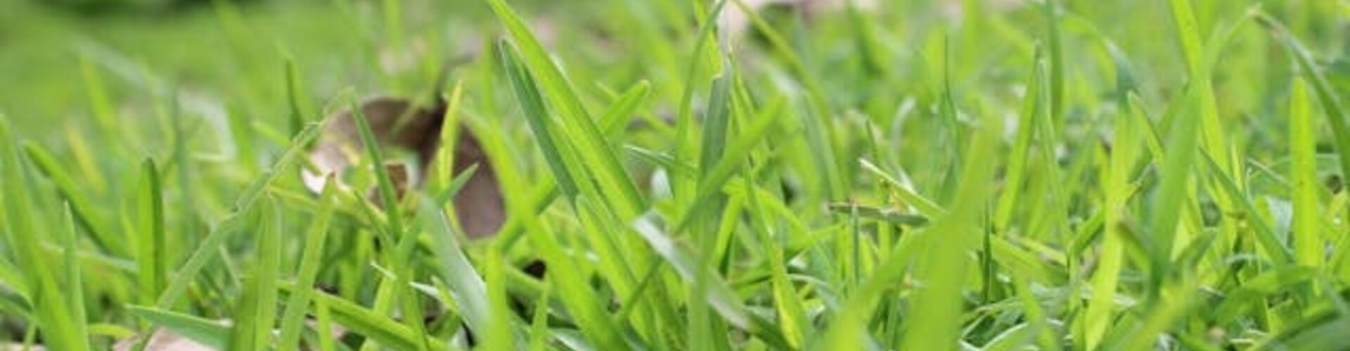 Molshopen in je tuin? Mollengaas houdt mollen buiten!