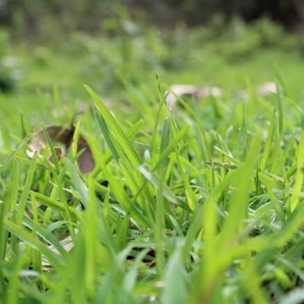 Molshopen in je tuin? Mollengaas houdt mollen buiten!