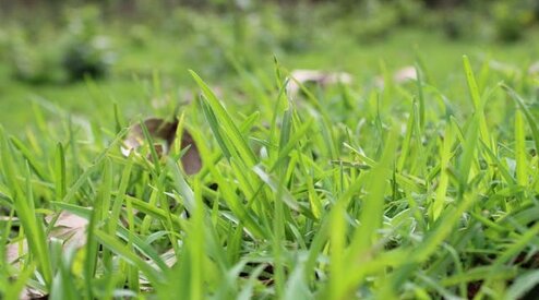 Molshopen in je tuin? Mollengaas houdt mollen buiten!