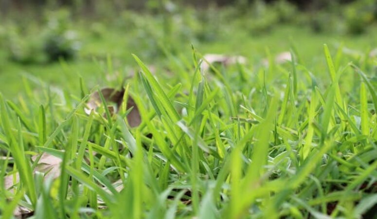 Molshopen in je tuin? Mollengaas houdt mollen buiten!