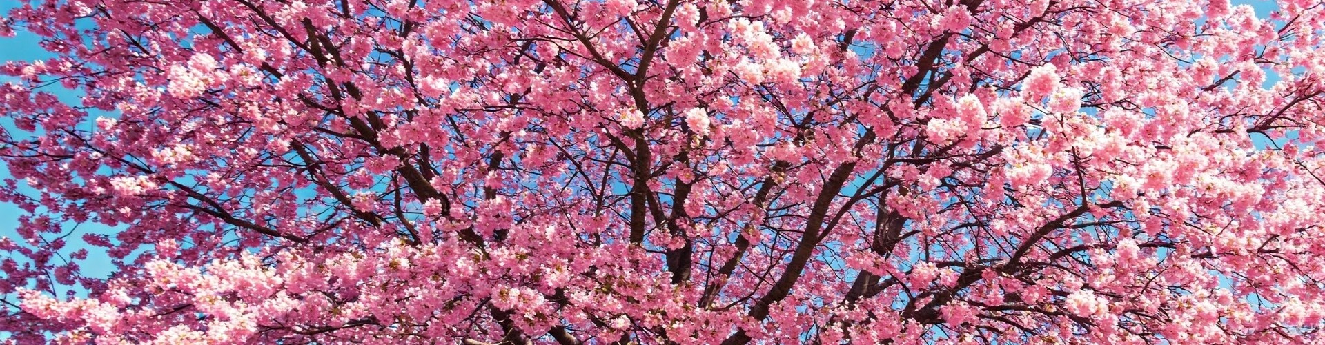 Wanneer een net over je kersenboom?