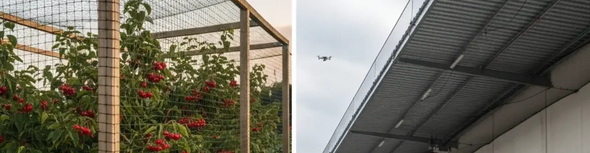 Vogelwering in de praktijk: Bescherming van je moestuin of bedrijfsterrein