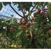 Knooploos tuinnet - 28mm 5x5 kant en klaar zwart