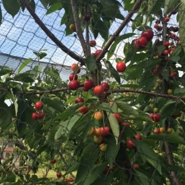 Knooploos tuinnet - 28m maas maatwerk