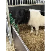 Slowfeeder hooizak groen maatwerk