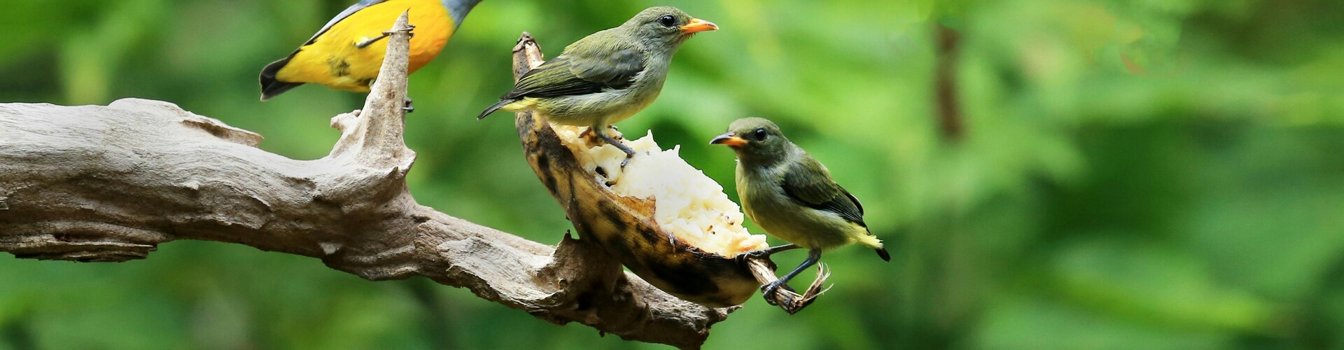 Complete gids: alle manieren om je fruit en groenten te beschermen tegen vogels