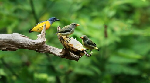 Complete gids: alle manieren om je fruit en groenten te beschermen tegen vogels