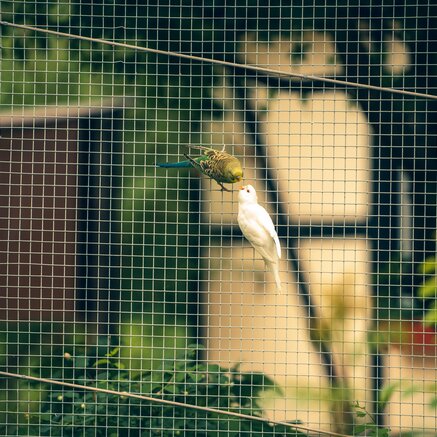 Welke netoplossing past bij jouw vogels? Van parkieten tot roofvogels