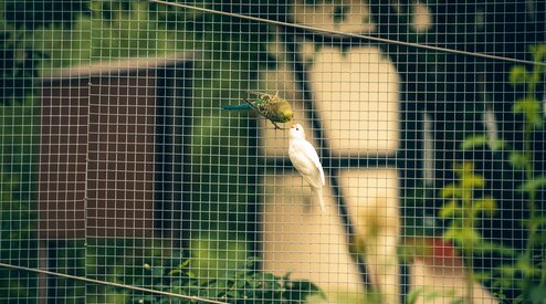 Welke netoplossing past bij jouw vogels? Van parkieten tot roofvogels