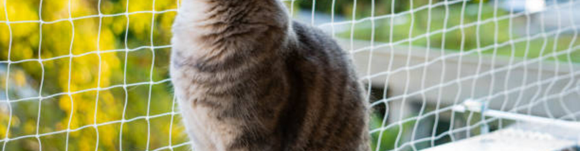 Geef je binnenkat veilig de vrijheid met een kattennet